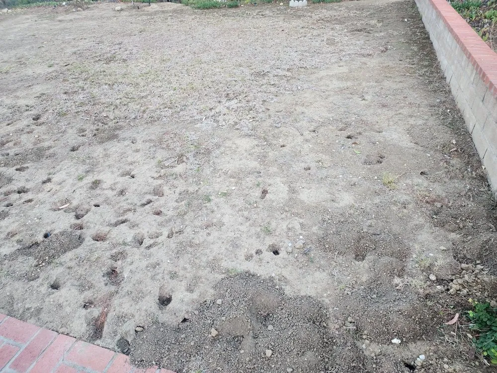 Local yard cleanup service for residential properties in La Puente, CA by Professional Greenscape