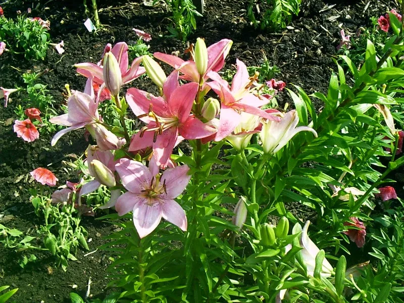 Custom garden landscaping for homes in Green Bay, WI by Professional Landscape Management