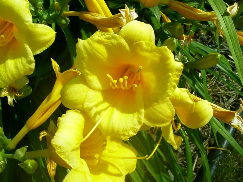 Trusted residential landscaping in Green Bay, WI by Professional Landscape Management