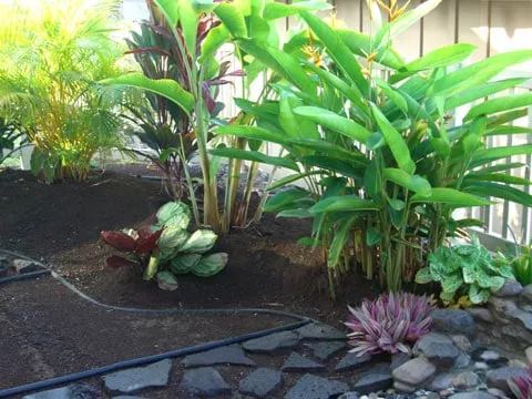 Reliable residential landscaping in Mililani, HI by Professional Landscape Management