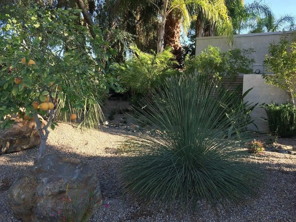 Top-rated landscaping services near you across Palm Desert, CA - Professional Landscape Services