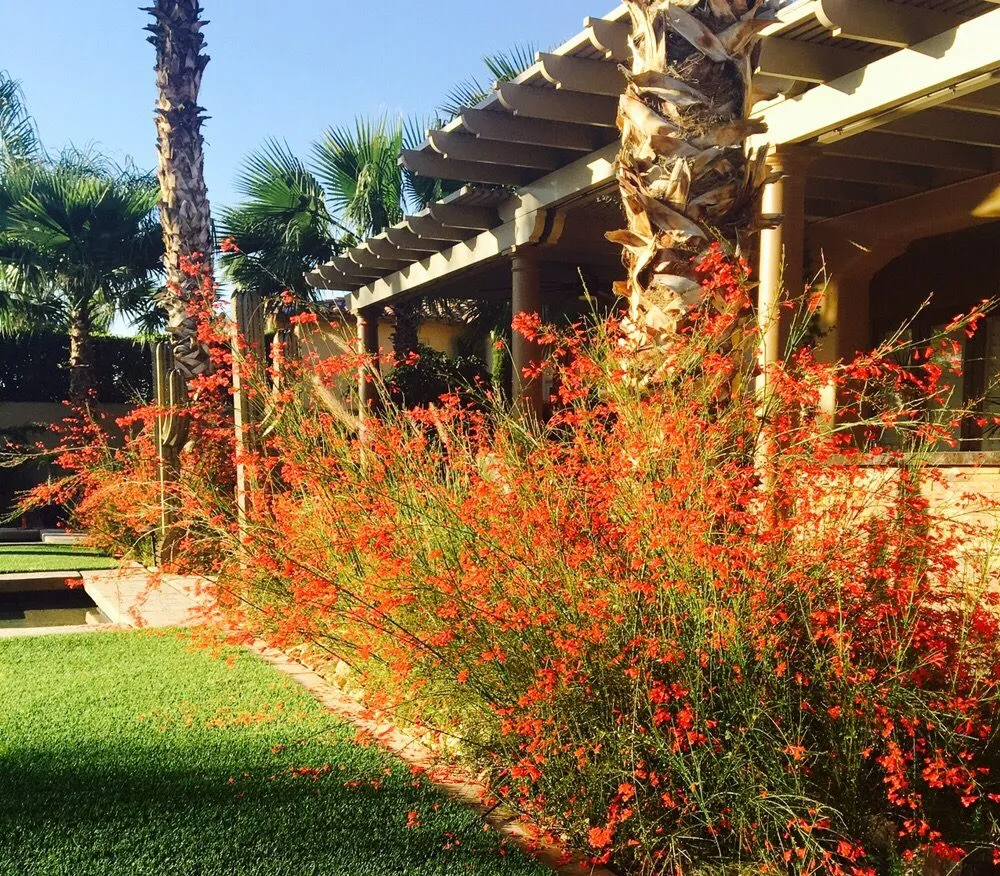 Custom outdoor landscaping in Palm Desert, CA by Professional Landscape Services