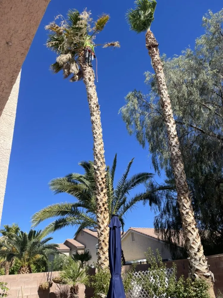 Custom landscape design for year-round maintenance in Las Vegas, NV by Professional Landscaping Services