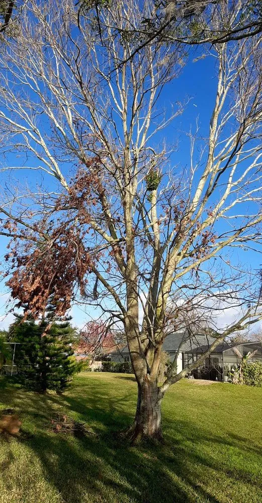 Affordable garden landscaping experts serving Orlando, FL - Professional Lawn Care And Pressure Washing