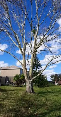 Professional Lawn Care And Pressure Washing Logo