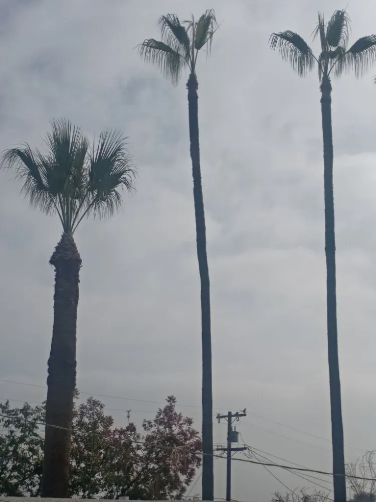 Top-rated outdoor landscaping experts serving Bakersfield, CA - Professional Lawn Service