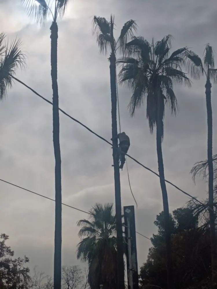 Expert outdoor landscaping in Bakersfield, CA by Professional Lawn Service