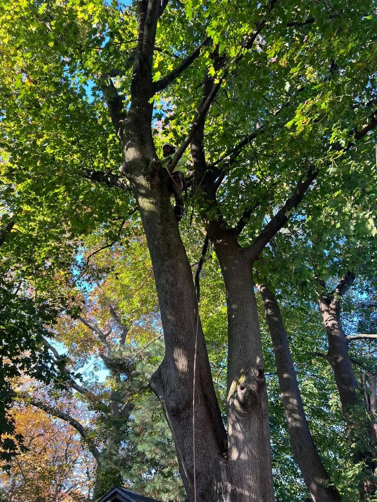 Professional residential landscaping experts serving West Haven, CT - Professional Master Landscaping