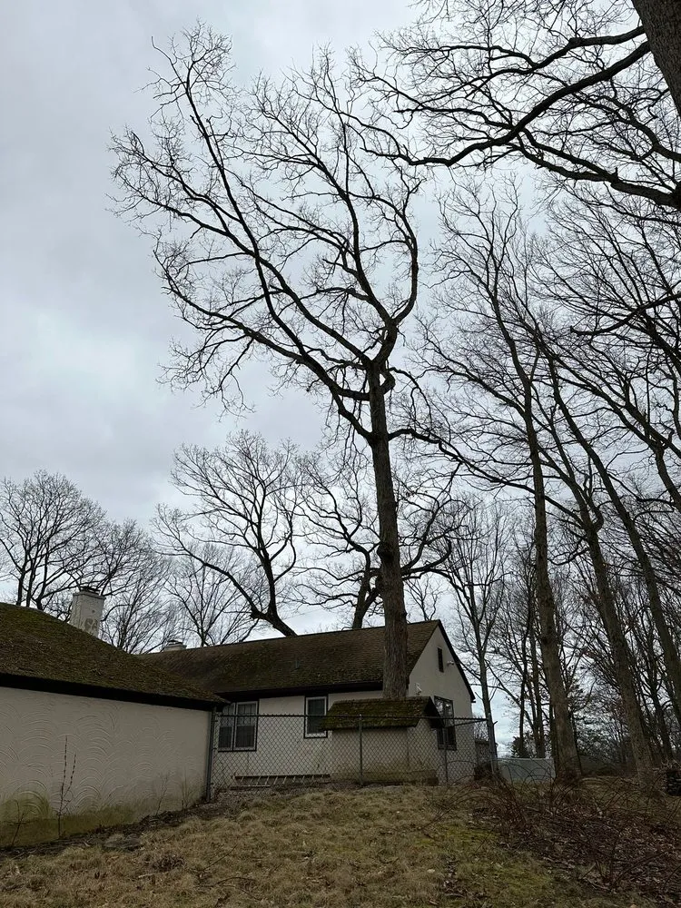 Professional yard cleanup service in West Haven, CT - Professional Master Landscaping