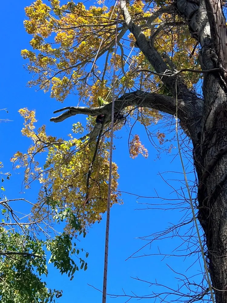 Trusted yard maintenance near you across West Haven, CT - Professional Master Landscaping