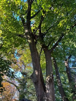 Professional Master Landscaping Logo