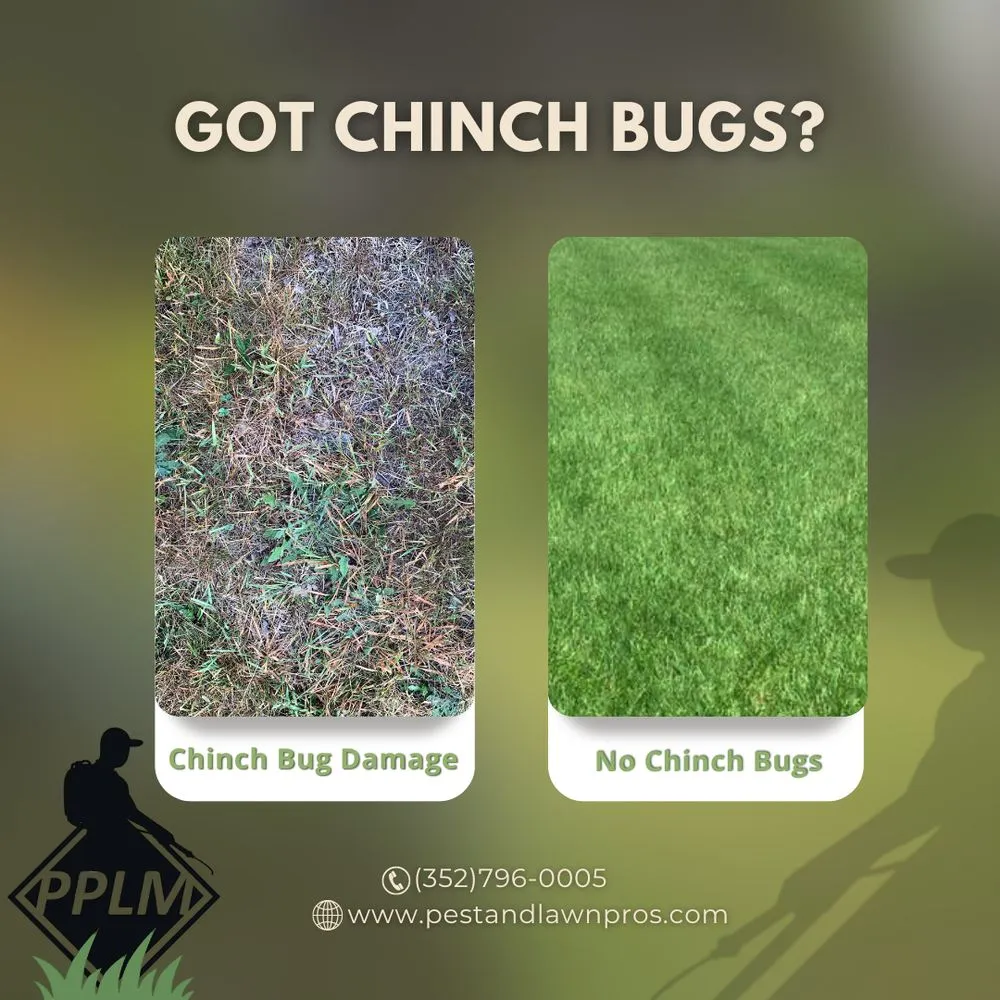 Expert residential landscaping in Spring Hill, FL - Professional Pest & Lawn Management