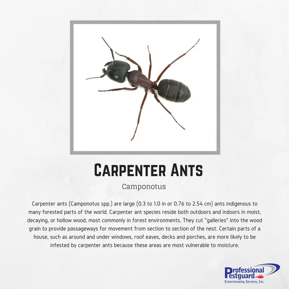 Expert garden landscaping experts serving Weston, FL - Professional Pestguard Exterminating Services