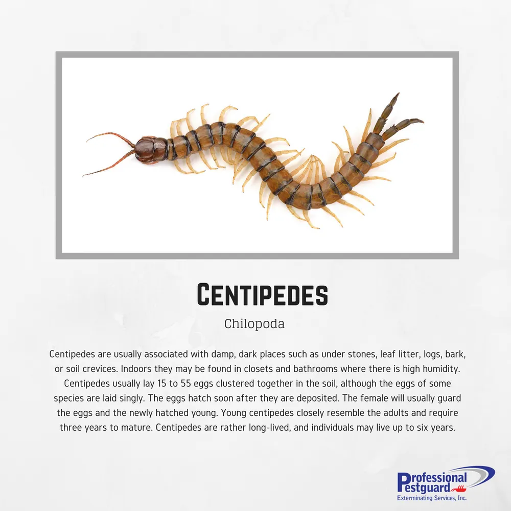 Affordable yard cleanup service for year-round maintenance in Weston, FL by Professional Pestguard Exterminating Services