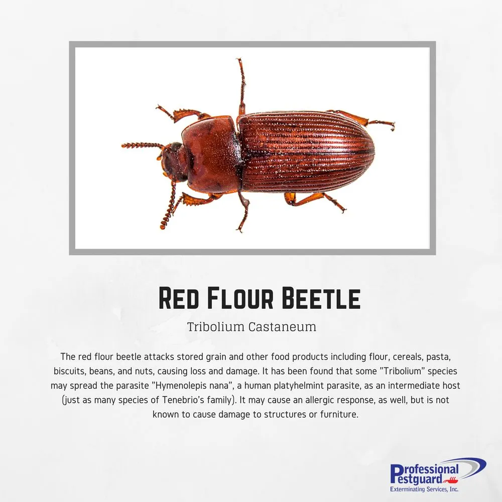 Reliable landscape design in Weston, FL - Professional Pestguard Exterminating Services