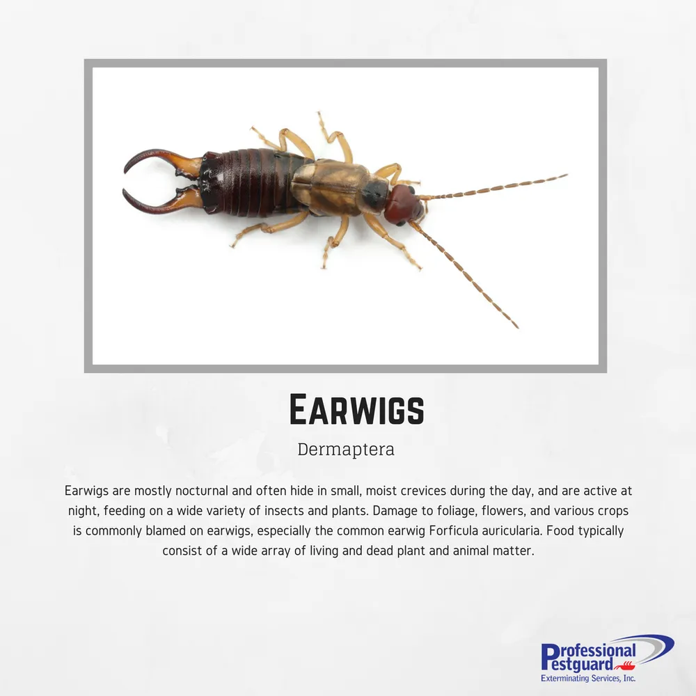 Trusted landscape installation in Weston, FL - Professional Pestguard Exterminating Services