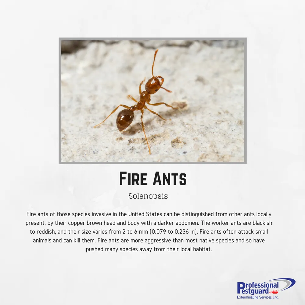 Local outdoor landscaping for homes across Weston, FL - Professional Pestguard Exterminating Services