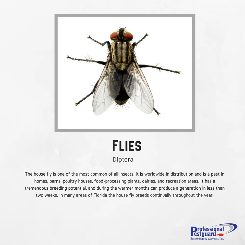 Reliable landscaping services near you across Weston, FL - Professional Pestguard Exterminating Services