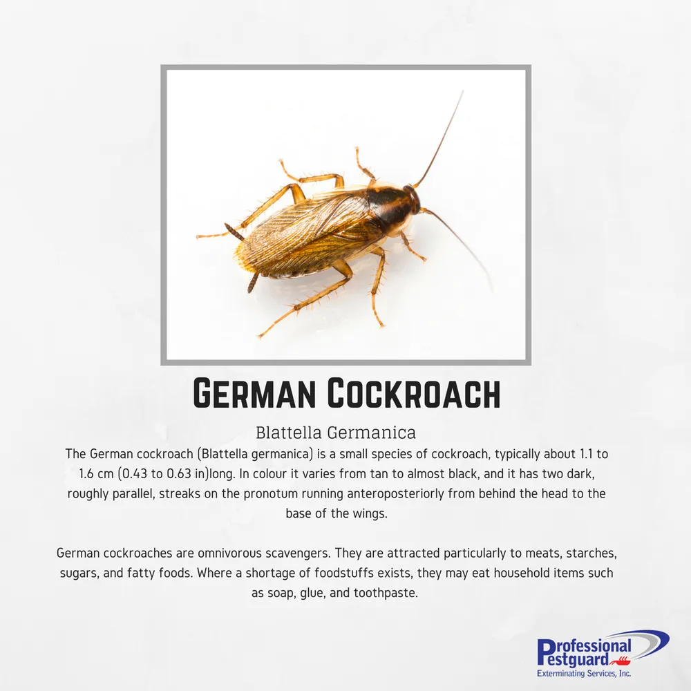 Expert residential landscaping in Weston, FL by Professional Pestguard Exterminating Services