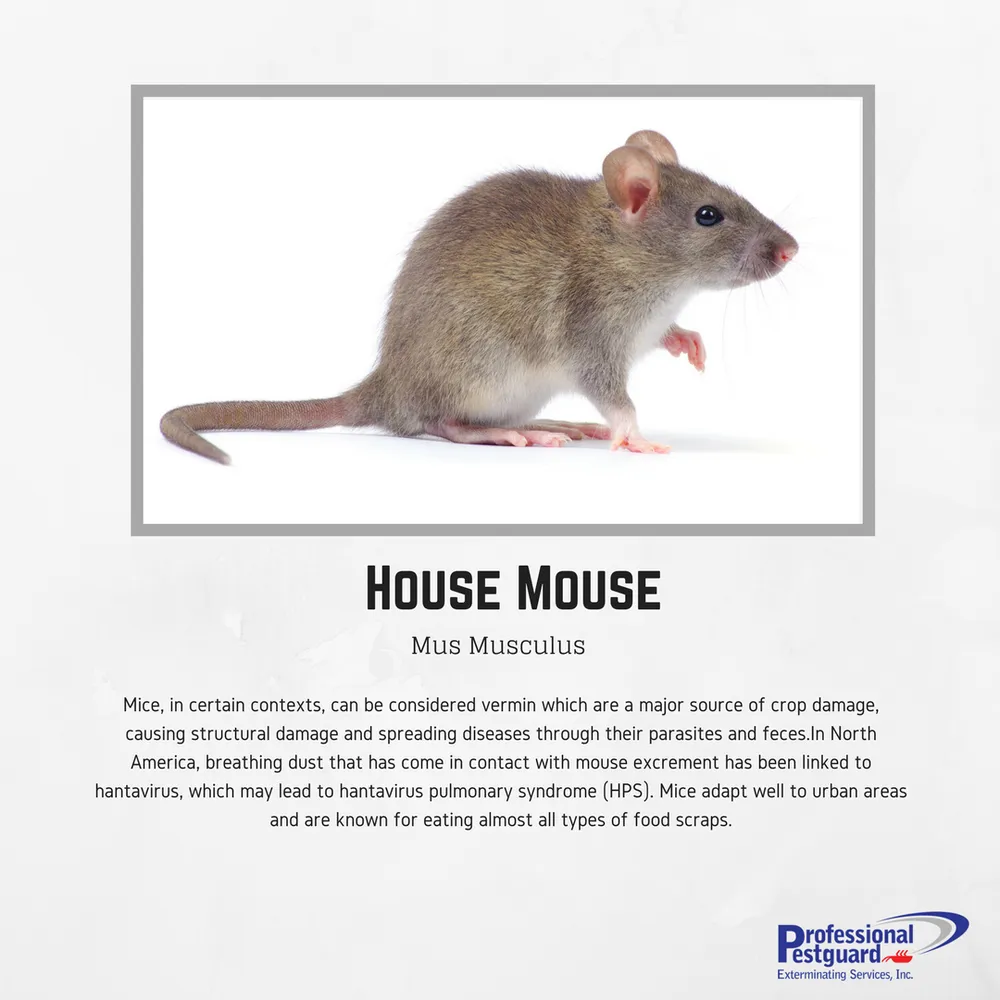 Trusted outdoor landscaping experts serving Weston, FL - Professional Pestguard Exterminating Services