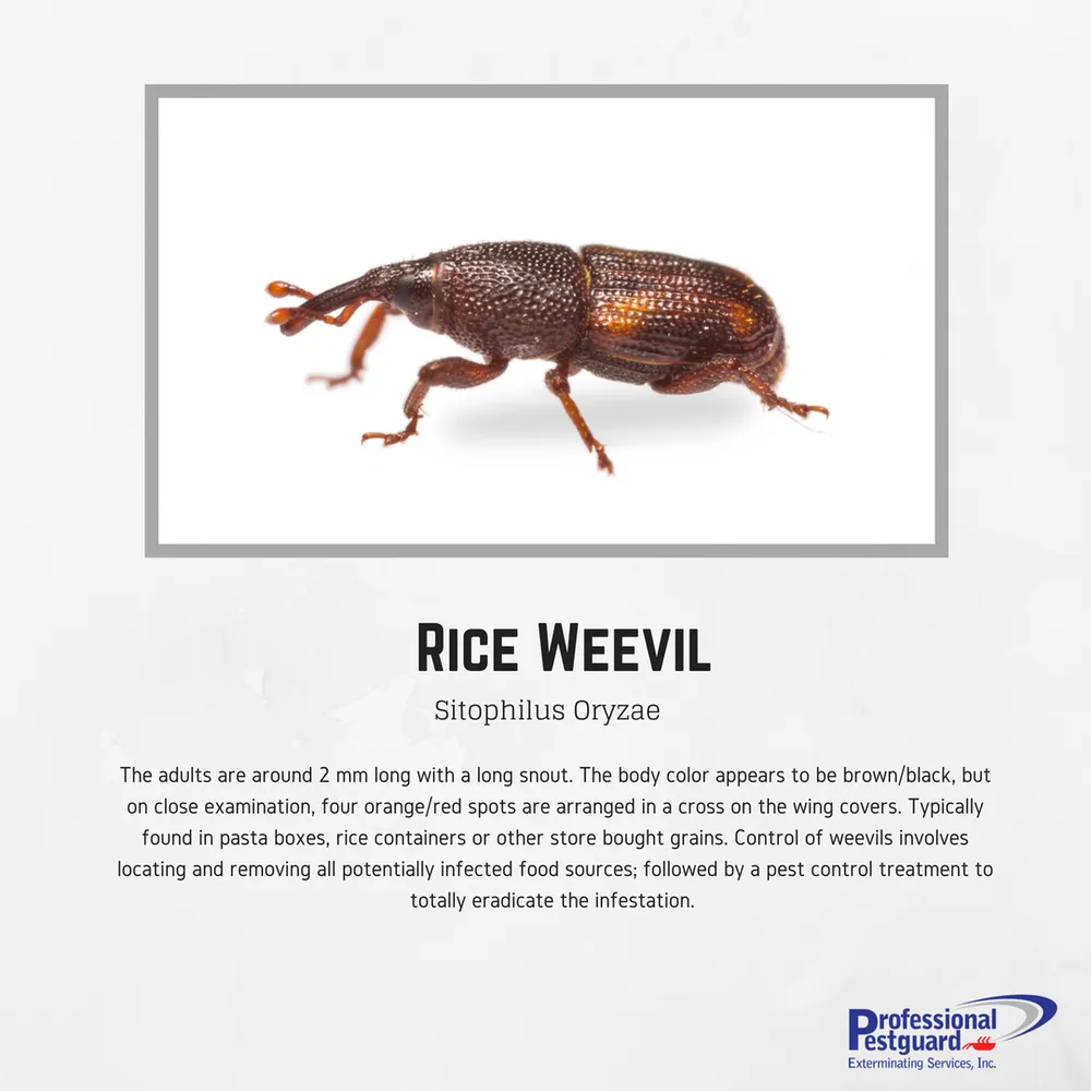 Reliable yard maintenance in Weston, FL - Professional Pestguard Exterminating Services