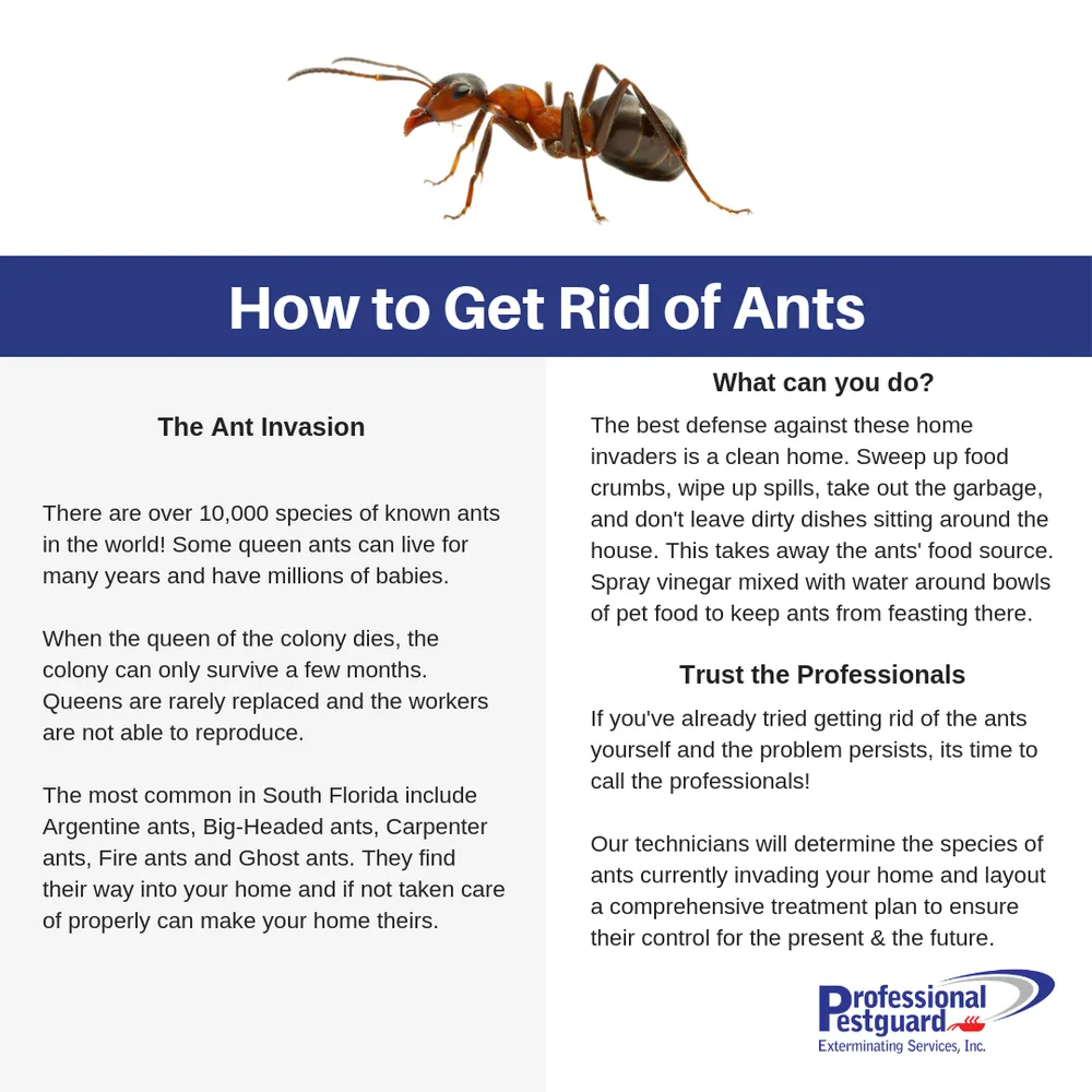 Expert garden landscaping for outdoor upgrades across Weston, FL - Professional Pestguard Exterminating Services