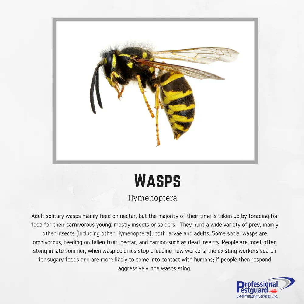 Custom residential landscaping experts serving Weston, FL - Professional Pestguard Exterminating Services