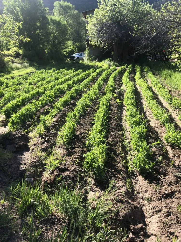 Trusted lawn mowing service experts serving Albuquerque, NM - Professional Residential Landscaping