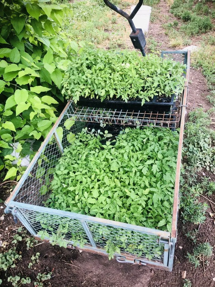 Custom lawn care service in Albuquerque, NM - Professional Residential Landscaping