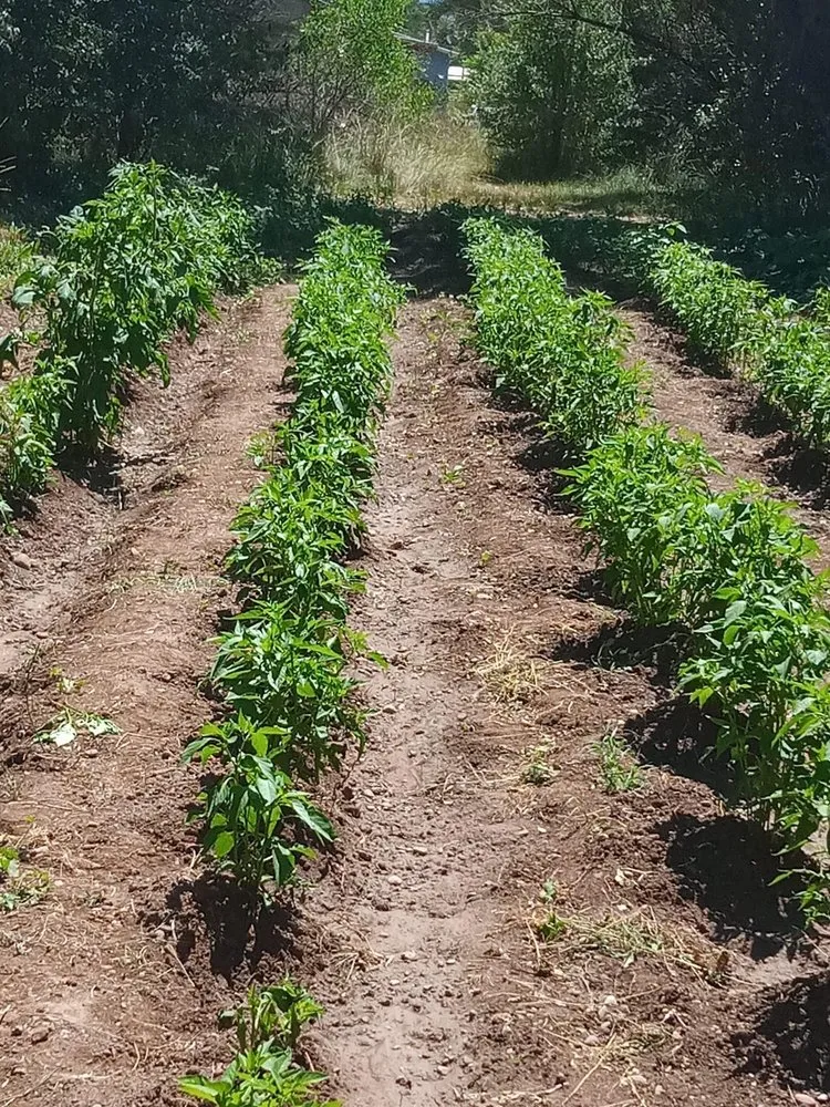 Affordable yard maintenance for residential properties in Albuquerque, NM by Professional Residential Landscaping