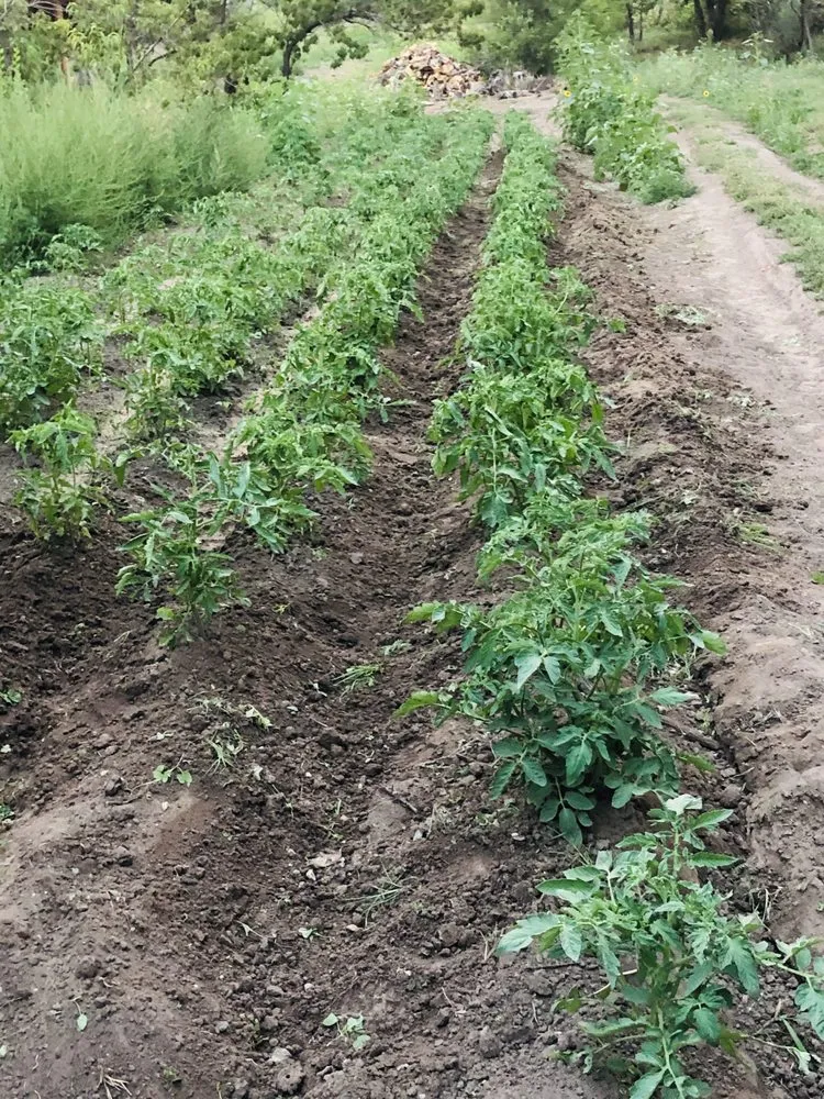 Professional outdoor landscaping in Albuquerque, NM by Professional Residential Landscaping