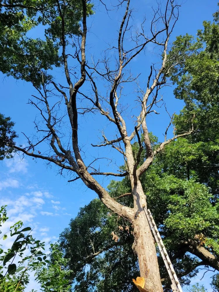 Trusted landscape installation with custom design in Niles, MI by Professional Tree and Landscaping