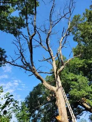 Professional Tree and Landscaping Logo