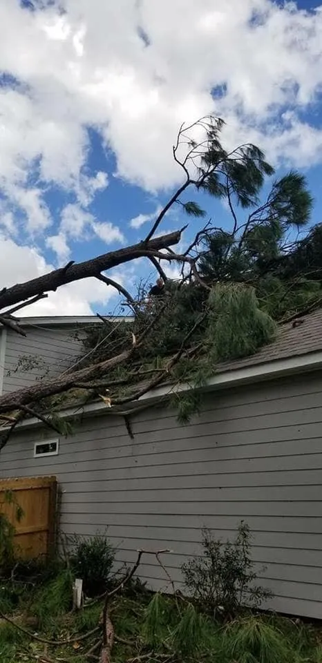 Reliable yard maintenance experts serving Chattanooga, TN - Professional Tree Service