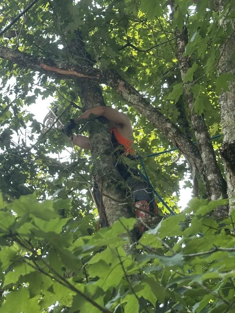 Affordable residential landscaping experts serving Chattanooga, TN - Professional Tree Service