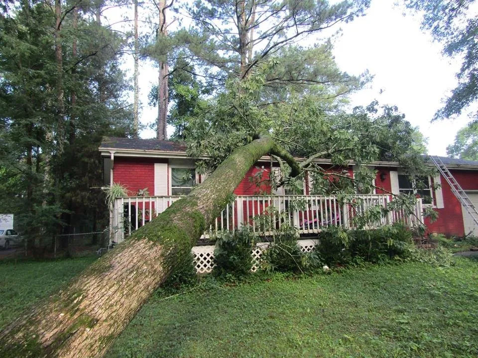 Expert yard maintenance experts serving Chattanooga, TN - Professional Tree Service