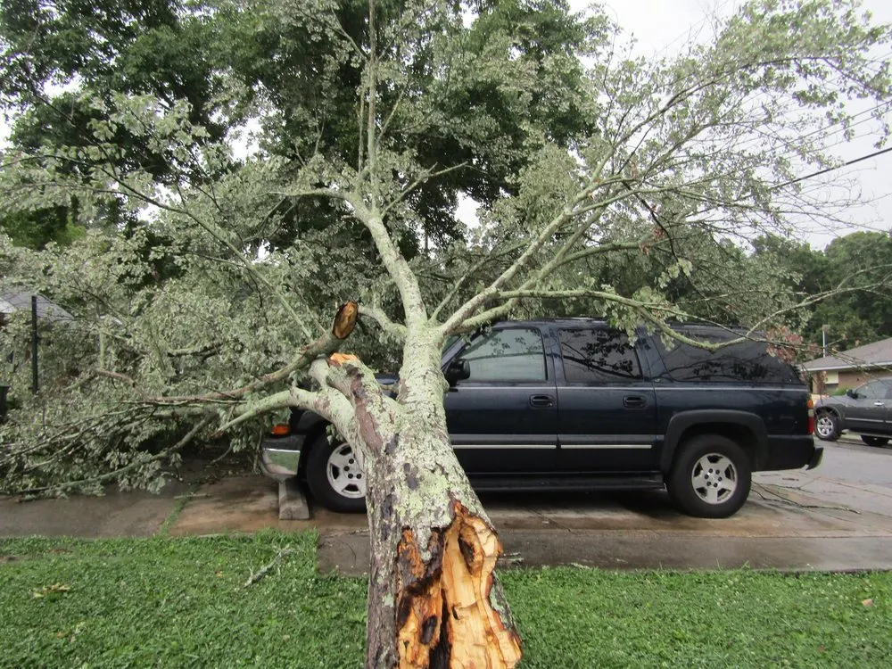 Local residential landscaping in Chattanooga, TN by Professional Tree Service