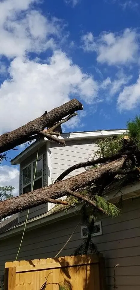 Trusted yard maintenance in Chattanooga, TN by Professional Tree Service