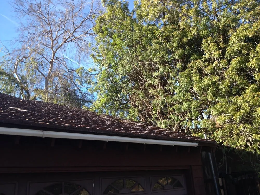 Local lawn care service in Sunland, CA by Professional Tree Service