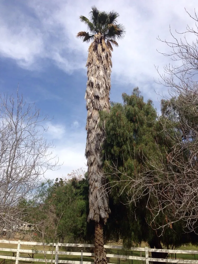 Expert landscape installation with custom design in Sunland, CA by Professional Tree Service