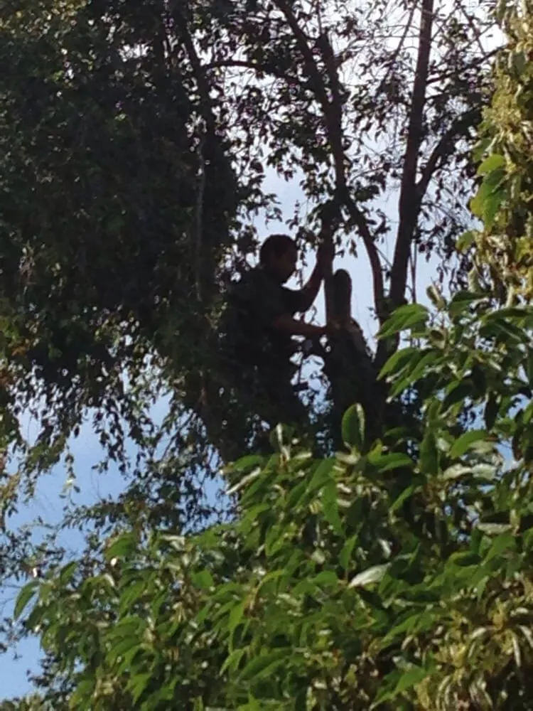 Custom landscape installation for homes across Sunland, CA - Professional Tree Service