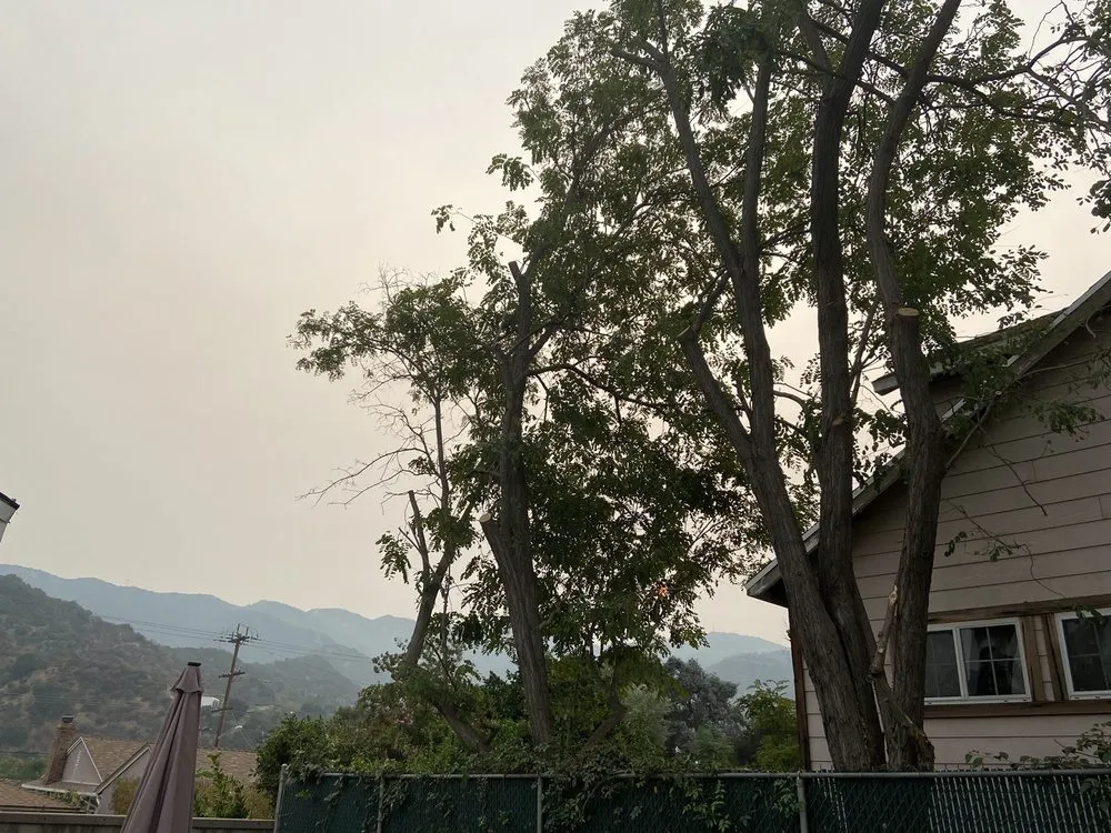 Expert landscaping services for residential properties across Sunland, CA - Professional Tree Service