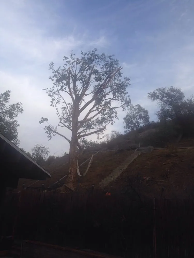 Local garden landscaping in Sunland, CA - Professional Tree Service