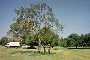 Local landscape design for homes in Sunland, CA by Professional Tree Service