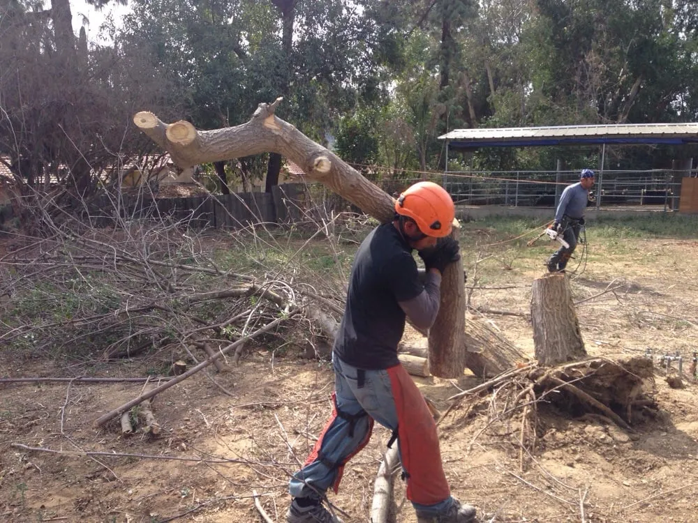 Reliable landscape installation in Sunland, CA - Professional Tree Service