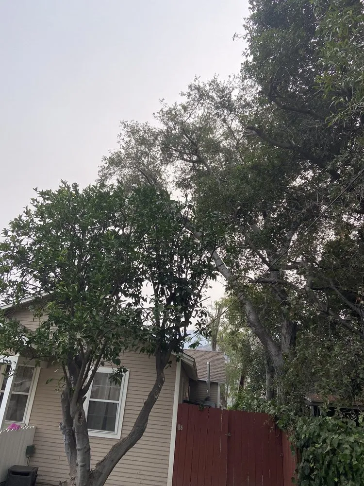 Top-rated outdoor landscaping experts serving Sunland, CA - Professional Tree Service