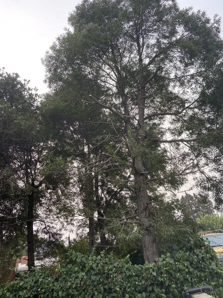 Reliable landscape design in Sunland, CA - Professional Tree Service