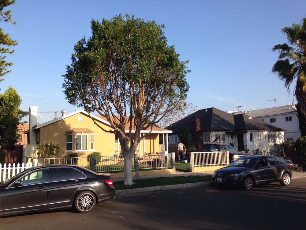 Top-rated yard cleanup service in Sunland, CA by Professional Tree Service
