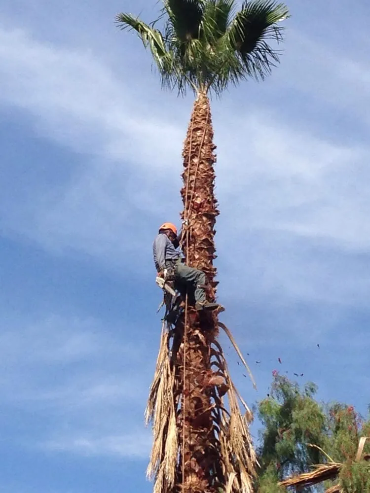 Affordable lawn mowing service in Sunland, CA by Professional Tree Service