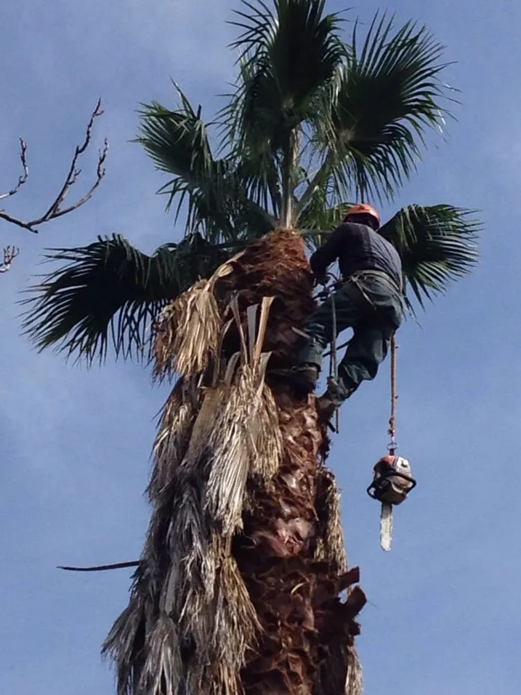Custom lawn mowing service in Sunland, CA by Professional Tree Service